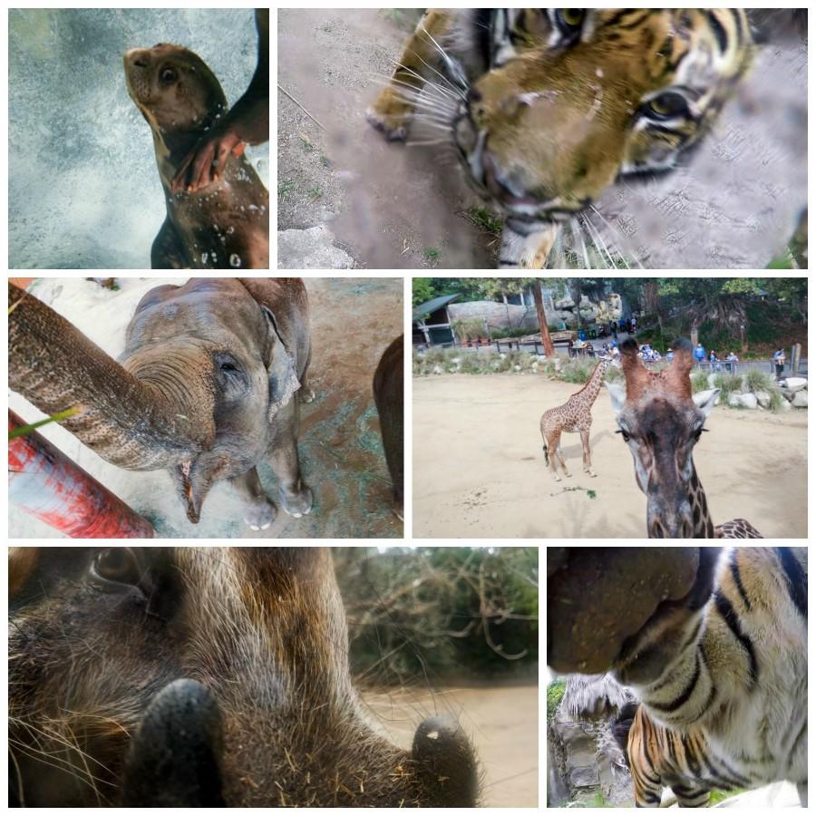 zoo craft animal family selfies