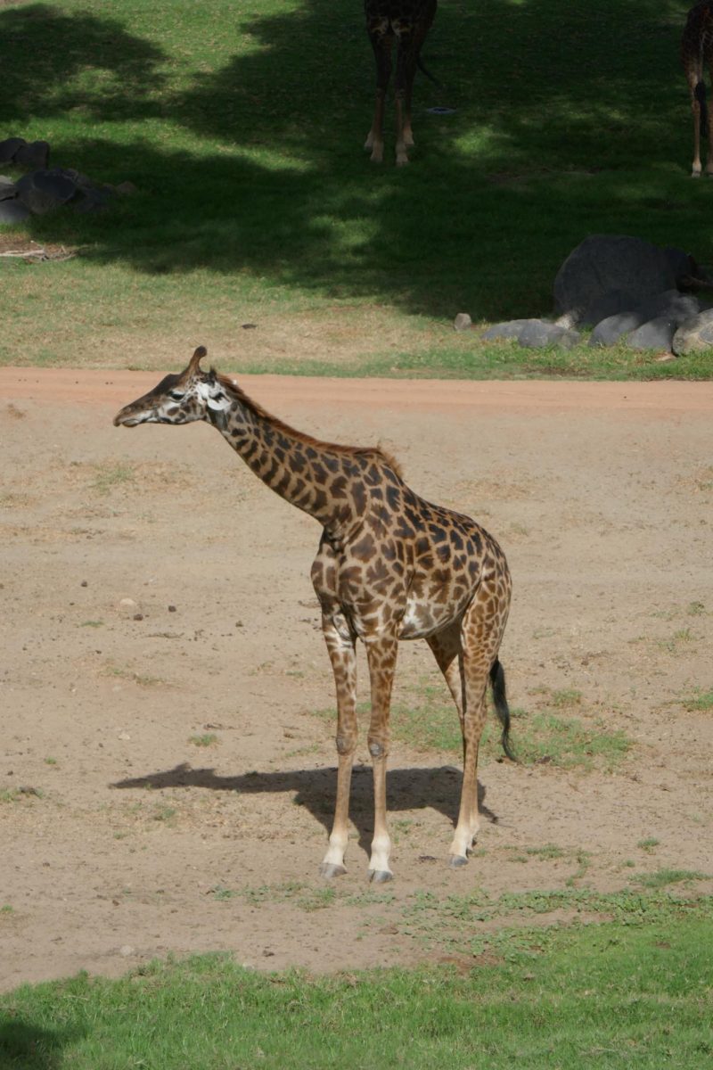 Giraffe "spotted" on the savanna 