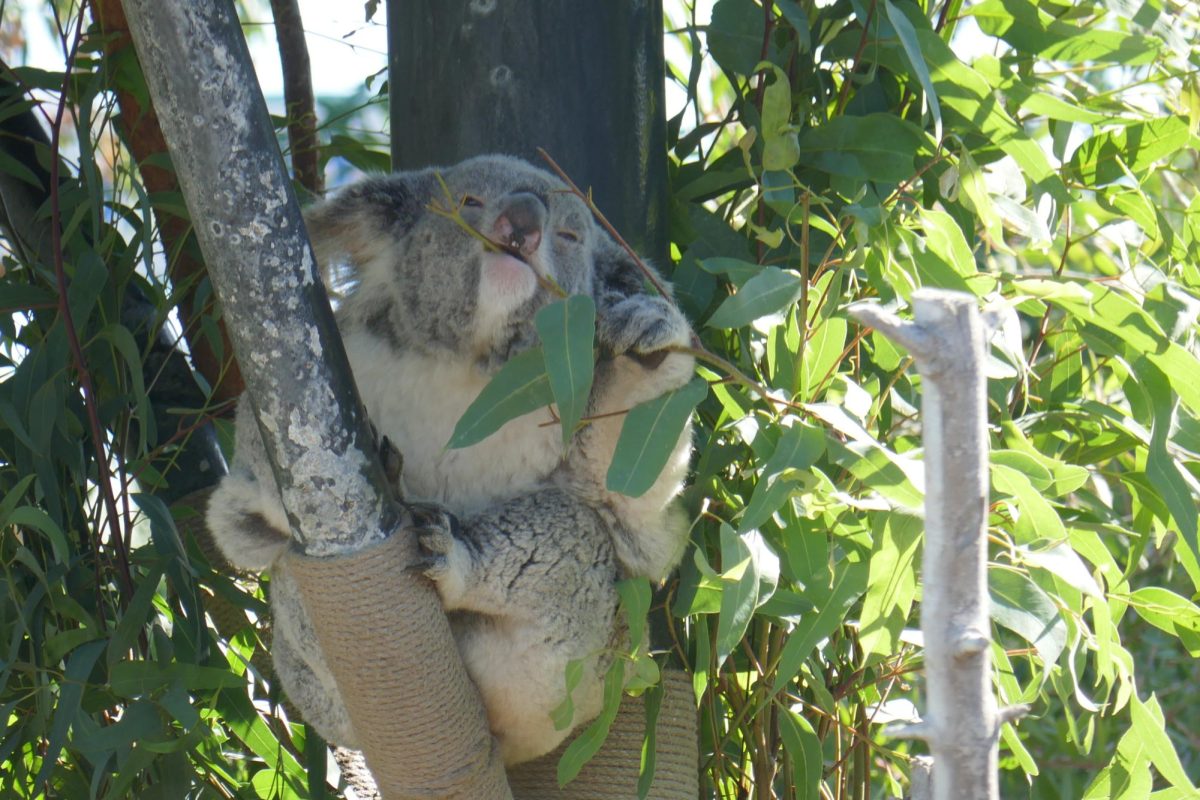 Brekkie is served at the San Diego Zoo!